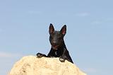 BULL TERRIER 053
